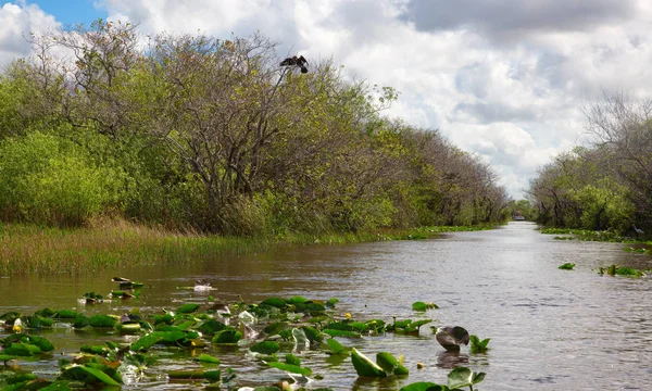 Everglades — Stock fotografie