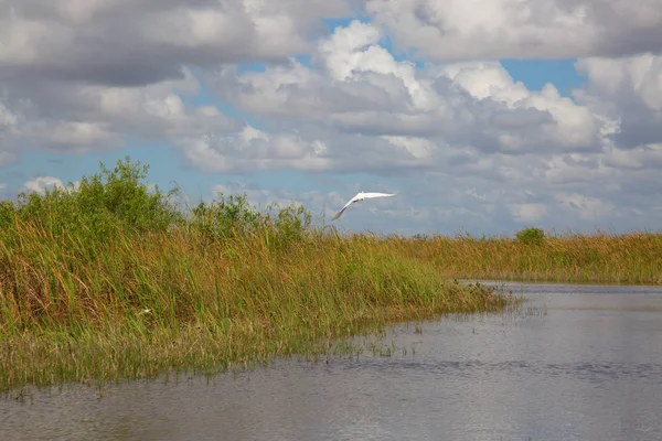 Everglades — Stock fotografie