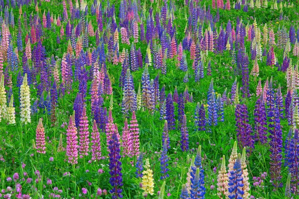 Lupinen Wildblumen Den Schweizer Alpen — Stockfoto