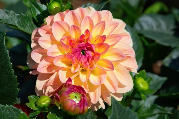 Dahlia flower — Stock Photo, Image