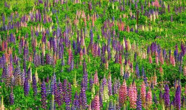 Lupinen Wildblumen Den Schweizer Alpen — Stockfoto