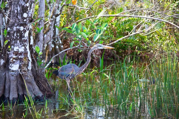 Great gray heron — Stock Photo, Image