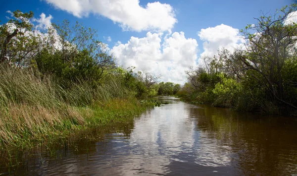 Everglades — Stock fotografie