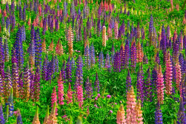 Fleurs Sauvages Lupins Dans Les Alpes Suisses — Photo