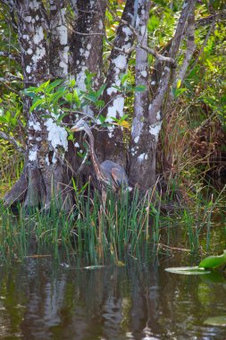 Everglades