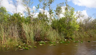 Everglades