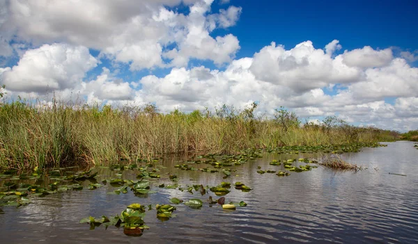 Everglades — Stock fotografie