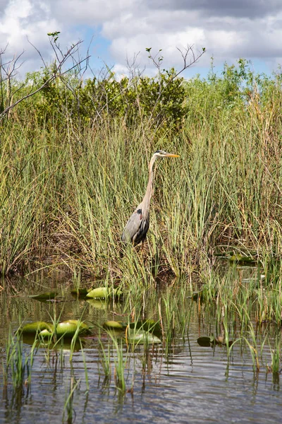 Everglades — Stock Photo, Image