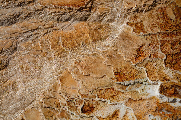 Горячие источники млекопитающих
