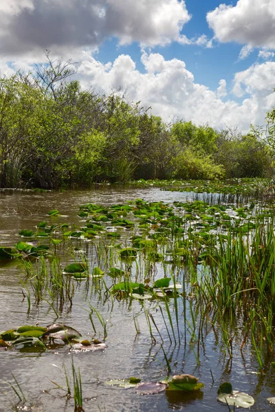 Everglades — Stok fotoğraf