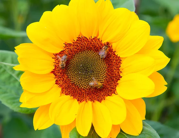 Sonnenblume — Stockfoto