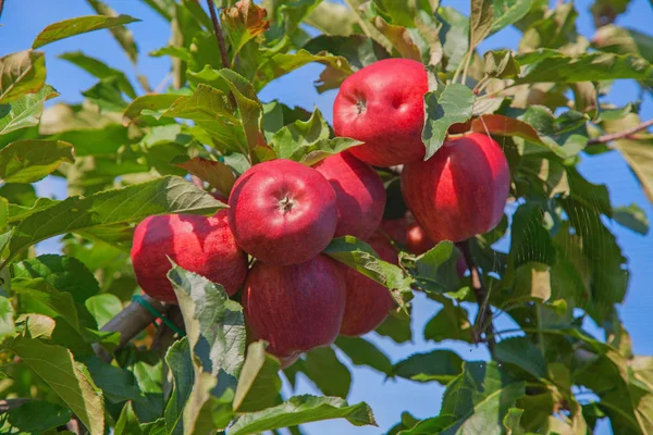 Apple trädgård — Stockfoto