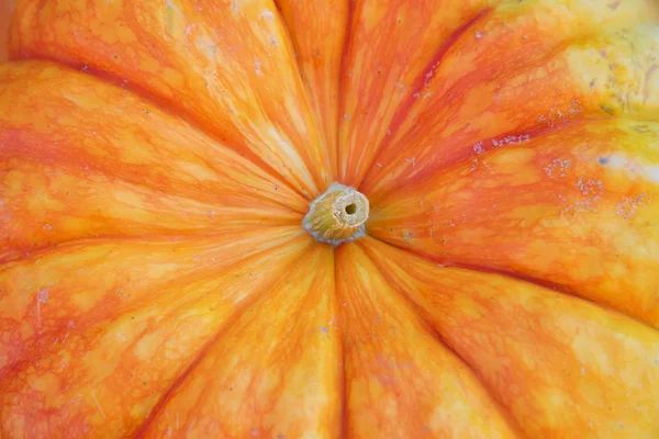 Citrouilles colorées — Photo