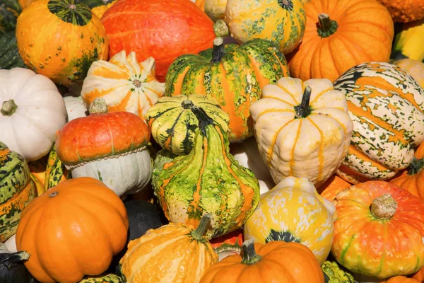 Colorful pumpkins — Stock Photo, Image