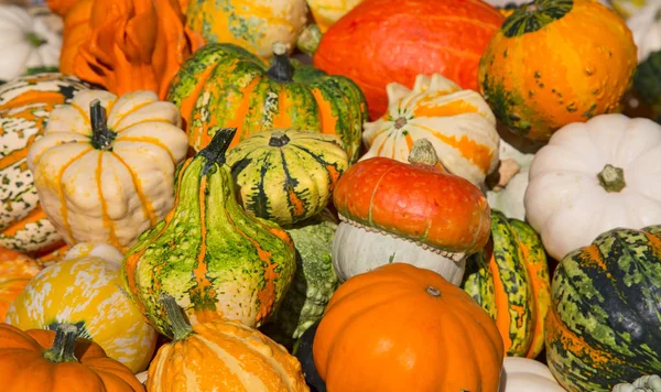 Colorful pumpkins — Stock Photo, Image