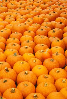 Renkli balkabakları