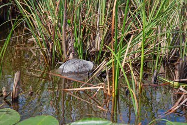 Everglades