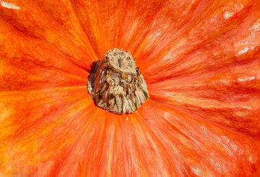 Renkli balkabakları