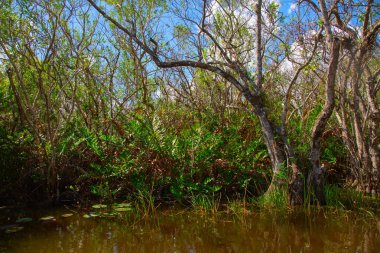 Everglades