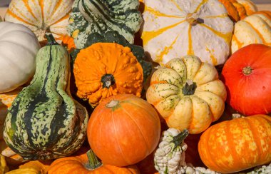 Renkli balkabakları