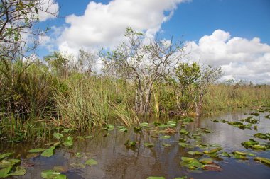 Everglades clipart