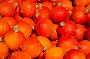 Renkli balkabakları