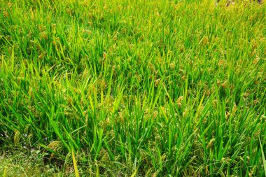 Longji pirinç terasları