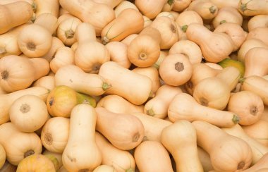 Renkli balkabakları