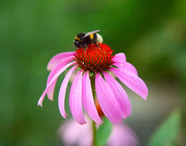 Pink Echinacea — Stock Photo, Image