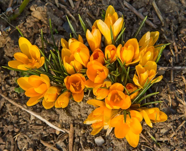 Krokusar — Stockfoto