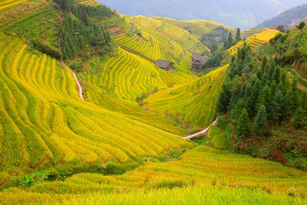 Terraços de arroz longji — Fotografia de Stock