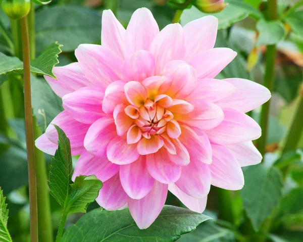 Dahlia flower — Stock Photo, Image