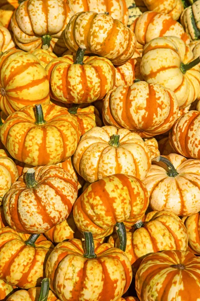 Calabazas coloridas — Foto de Stock