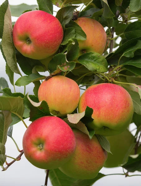 Apple tuin — Stockfoto