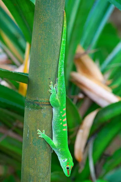 Gecko verde — Fotografie, imagine de stoc