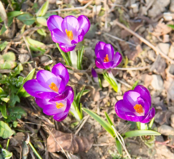 Krokusar — Stockfoto