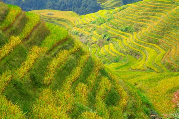 Terraços de arroz longji — Fotografia de Stock