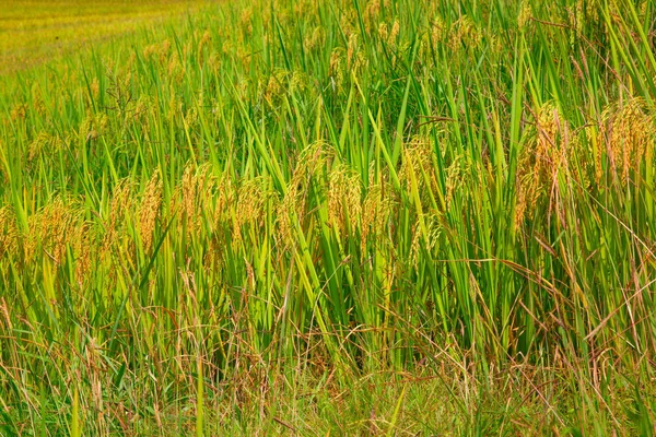 Terase de orez Longji — Fotografie, imagine de stoc