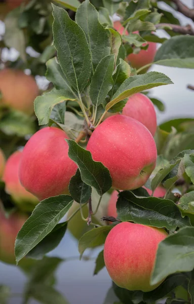 Apple tuin — Stockfoto