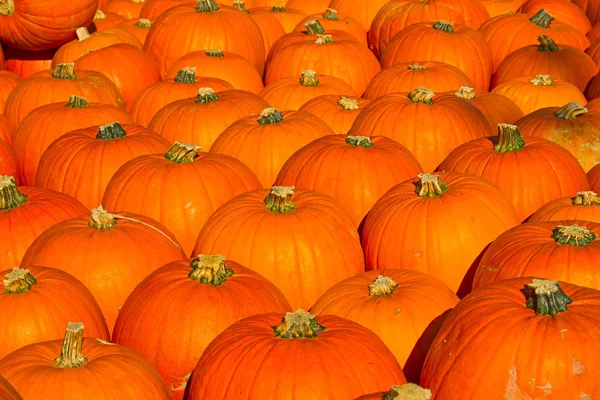 Colorful pumpkins — Stock Photo, Image