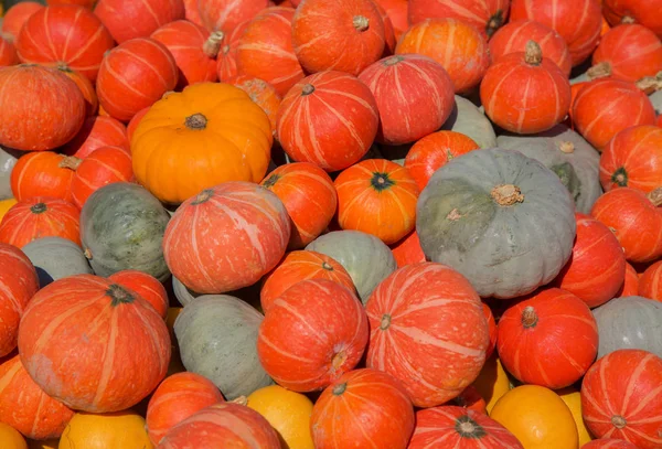 Citrouilles colorées — Photo