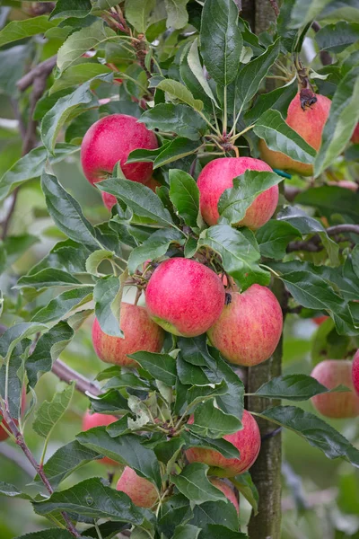 Kebun apel — Stok Foto