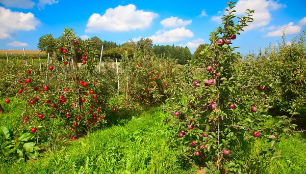 Apple garden — Stock Photo, Image