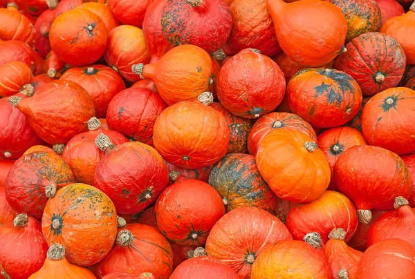 Calabazas coloridas —  Fotos de Stock