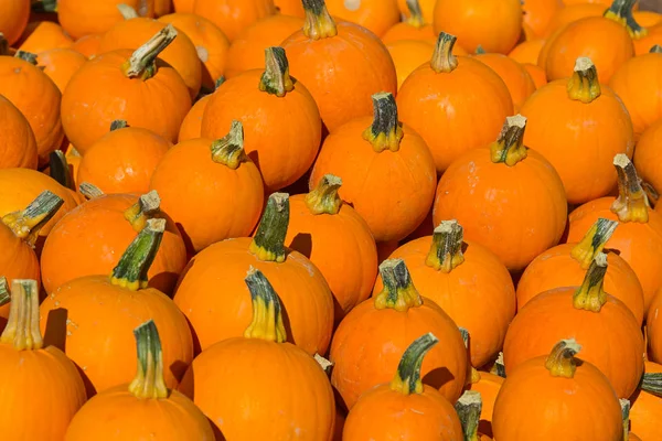 Calabazas coloridas —  Fotos de Stock