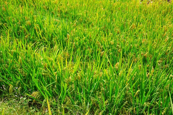 Terrazze di riso Longji — Foto Stock