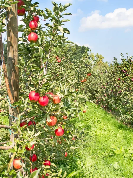 Apple garden — Stock Photo, Image