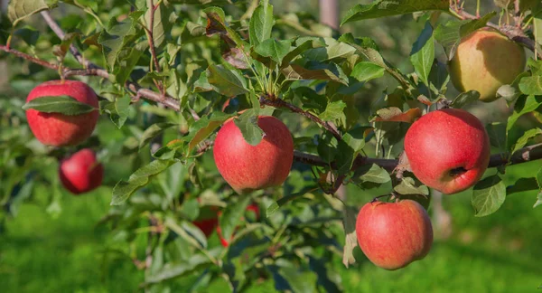 Apple tuin — Stockfoto