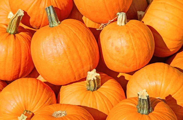 Calabazas coloridas — Foto de Stock