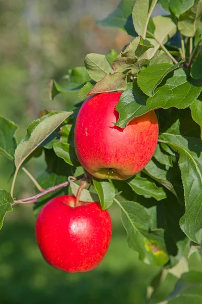 Apple tuin — Stockfoto